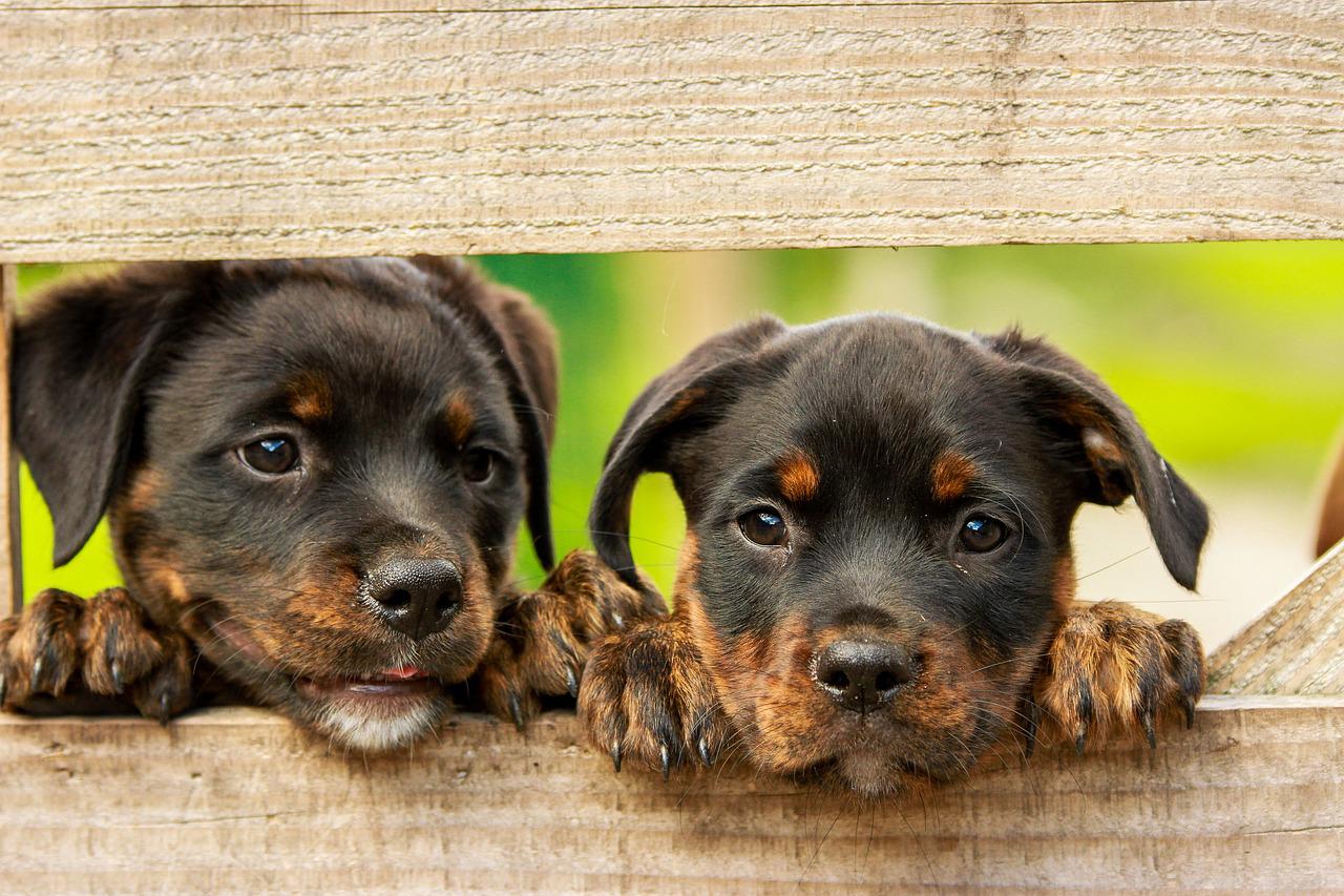 2 puppies rottweiler hond