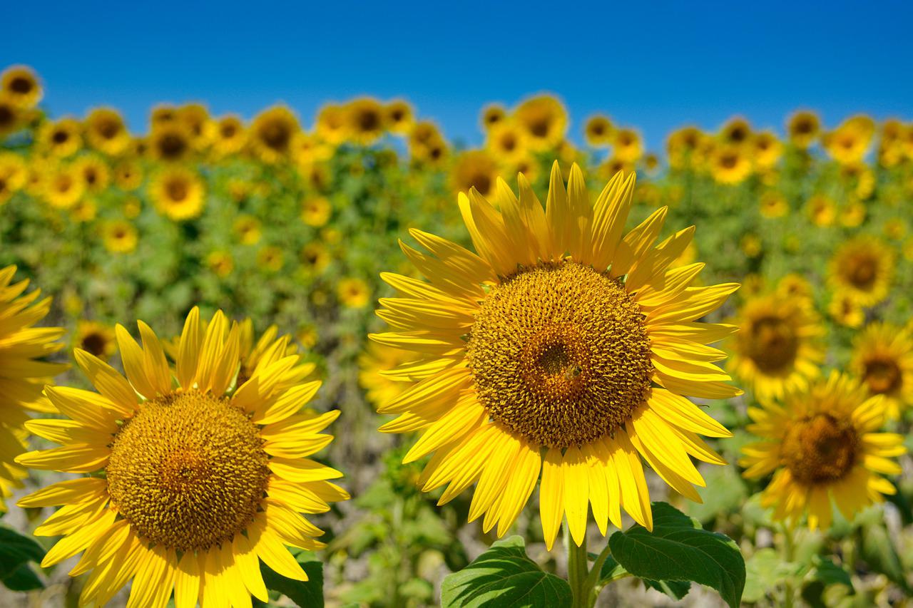zonnebloemveld onder de blauwe lucht overdag